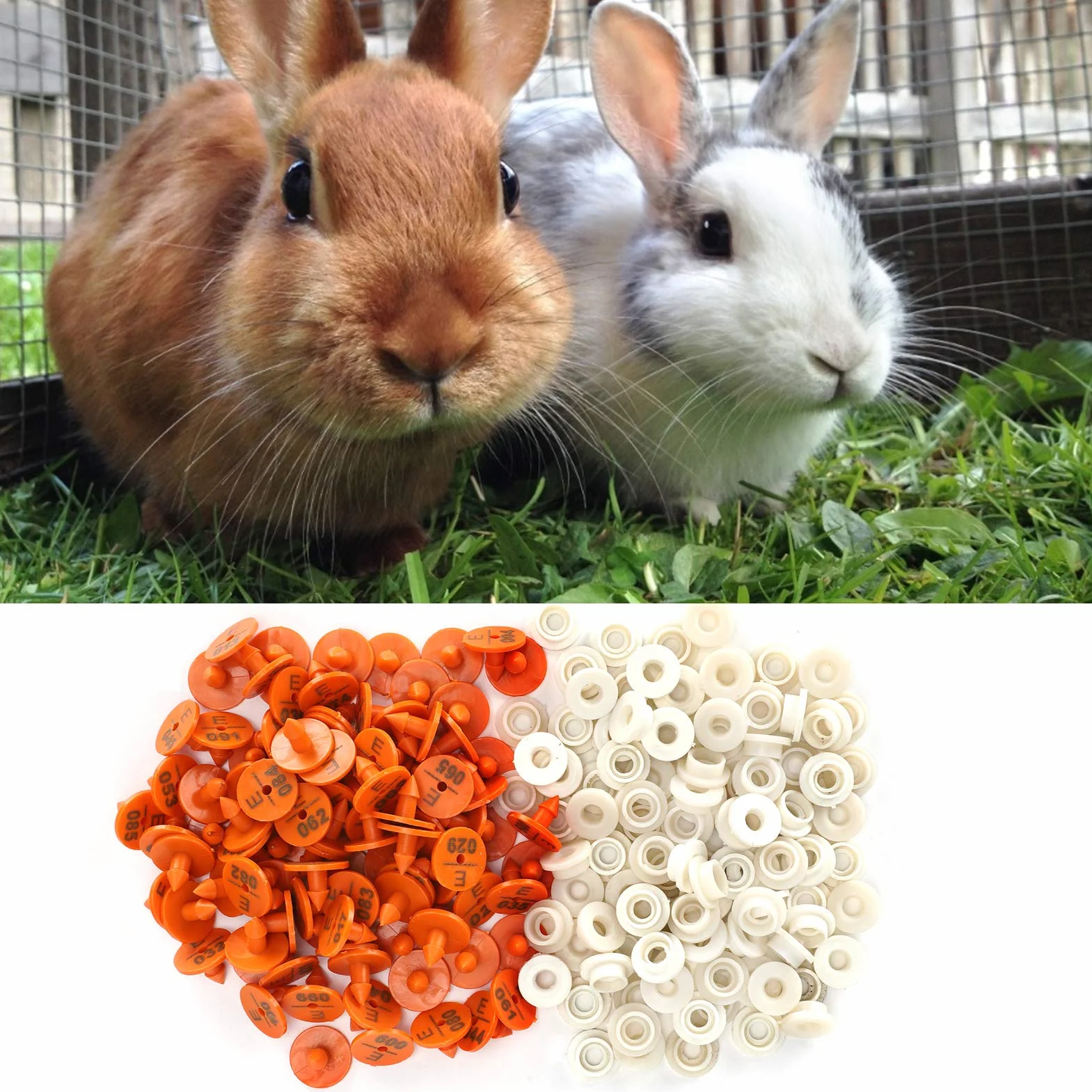 Ohrmarke Für Kaninchen Nummerierte Ohrmarkierung Tier-Tier-Identifikationsetikett Etikett Farm Supplies 100 Sets