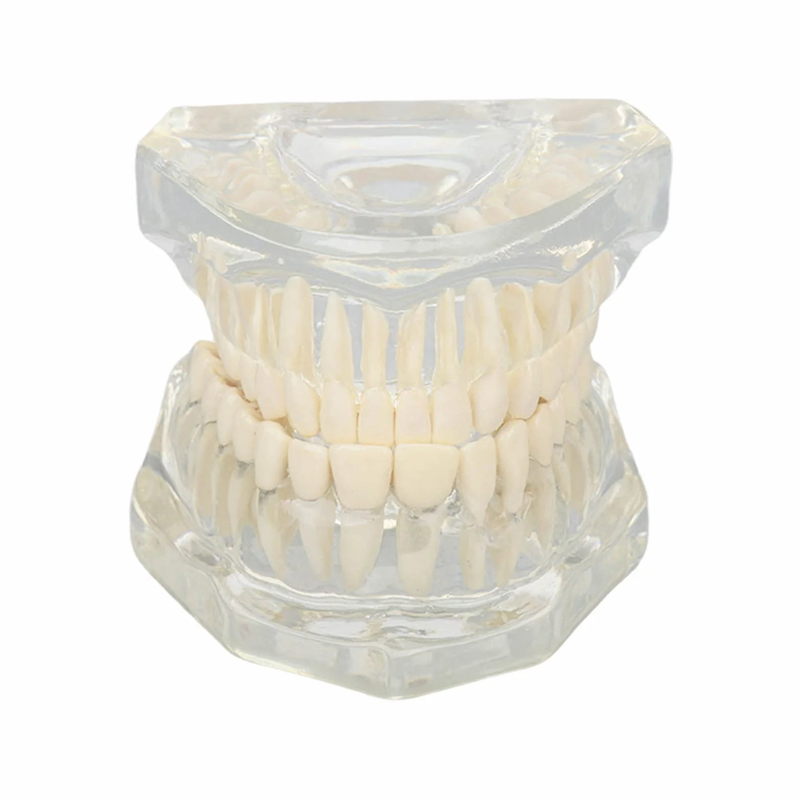 Dental Oral Typodont, Lernzahnmodell Mit Klarer Struktur, Standard-Zahnzahnmodell, Zahnmodell Kompatibel Für Zahnärzte, Lehrer Und Studenten