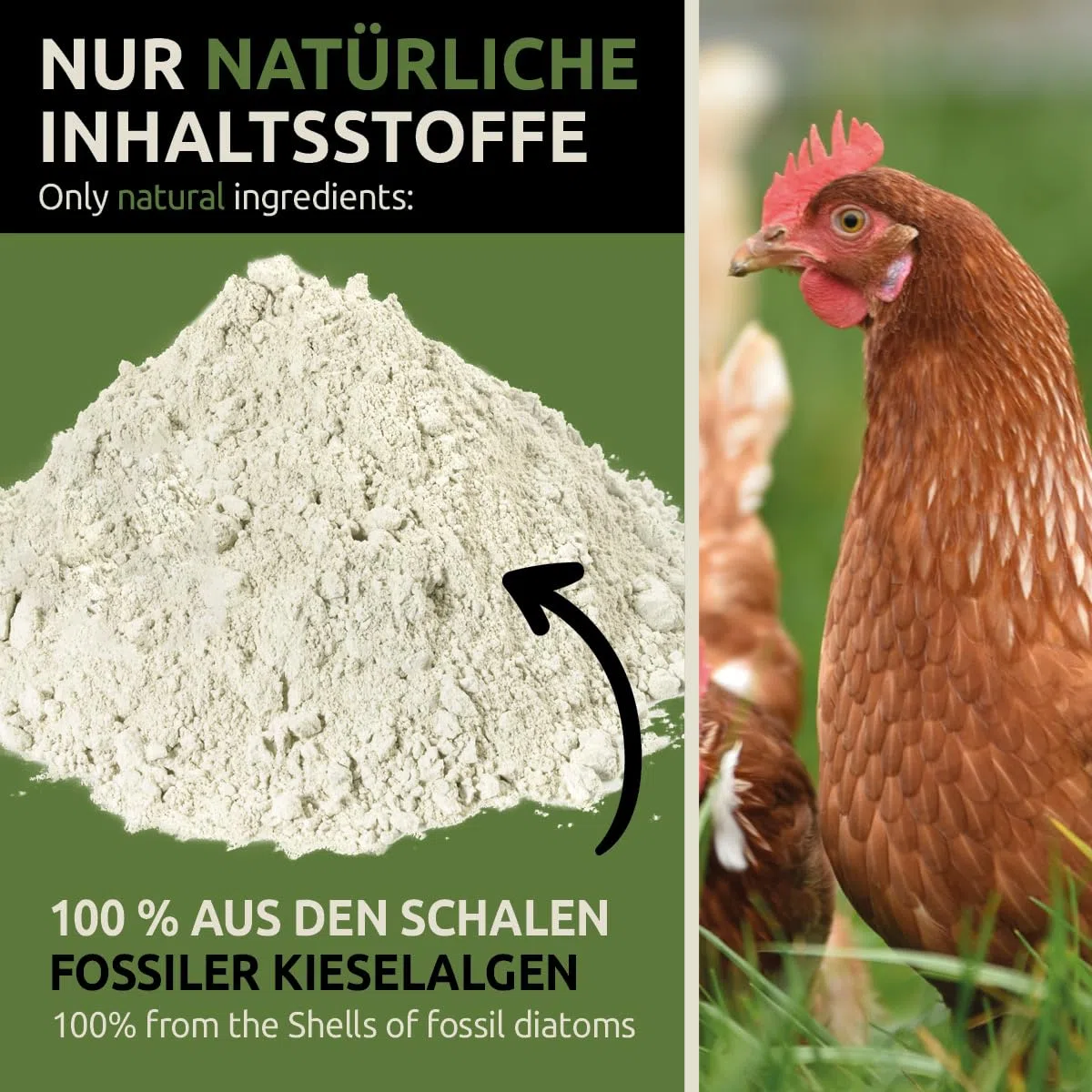 GreenPet KiesoVet Kieselgur für Hühner 4kg - gegen Milben, rote Vogelmilbe, Diatomeenerde & Kieselerde Pulver inkl. Stäubeflasche, für Hühnerstall & Geflügel Betriebe, Bio