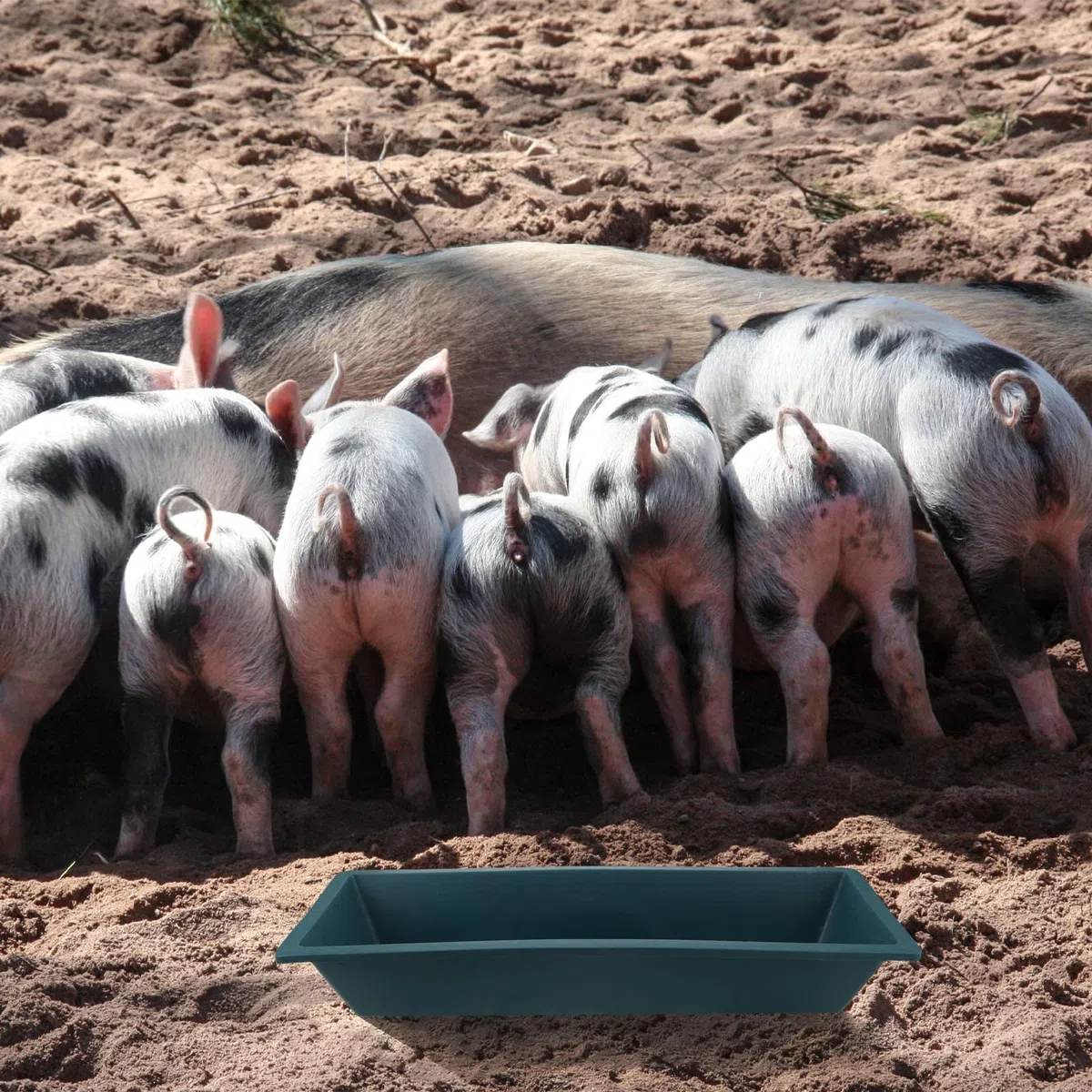 Gatuida Futtertrog für Schweine: Viehfuttertrog, Futternapf für Getreide, Wasser, Geflügel, Ziegen, Schafe und Rinder, Stallnutzung, 60 cm
