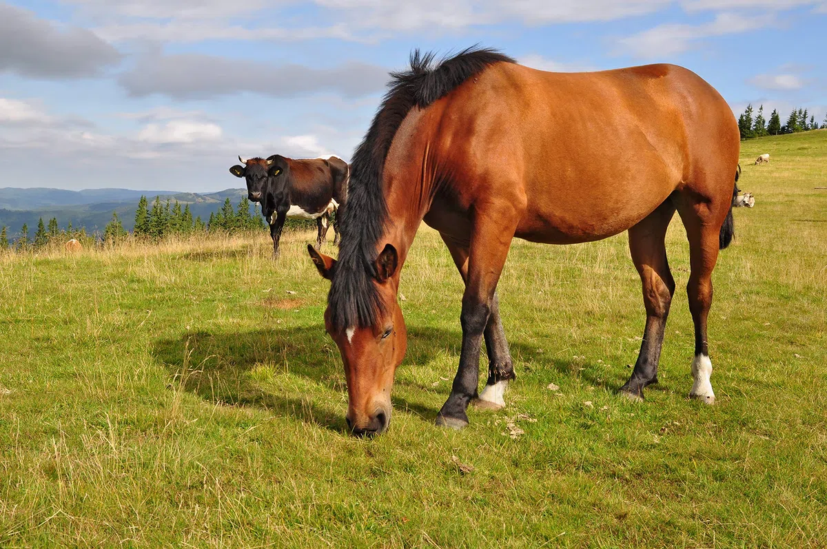 VOSS.farming 200m Weidezaunseil 6mm Elektrozaunseil 7X 0,2 NIRO – mit Zubehör – weißes Elektroseil Weidezaun Elektrozaun Ponyzaun Pferdezaun