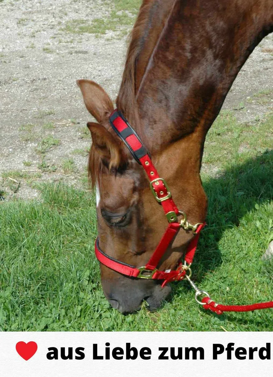 Harry`s Horse Maulkorb Nylon/Gummi, schwarz Fressbremse, Kolik, Anweiden..