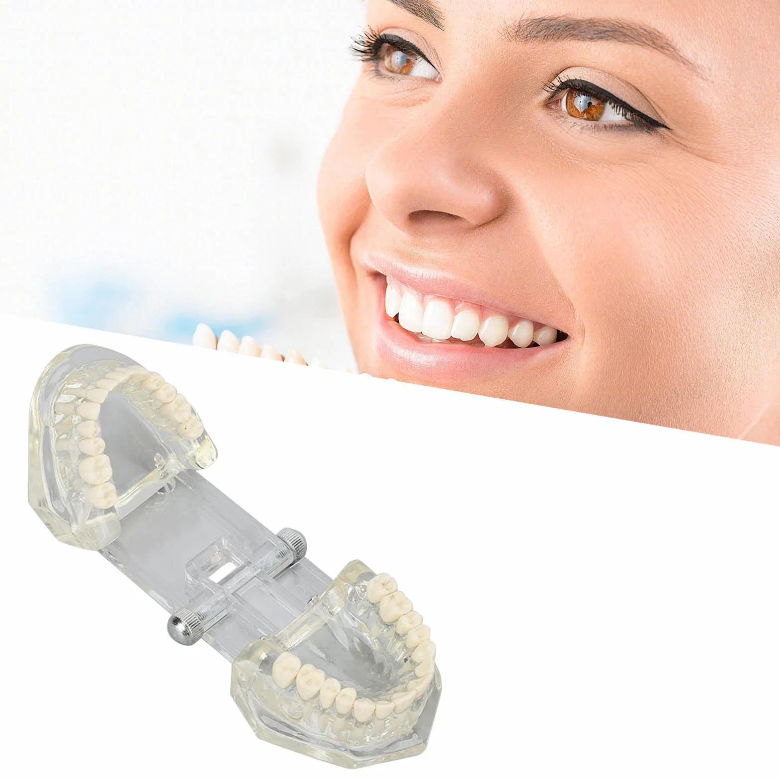 Dental Oral Typodont, Lernzahnmodell Mit Klarer Struktur, Standard-Zahnzahnmodell, Zahnmodell Kompatibel Für Zahnärzte, Lehrer Und Studenten