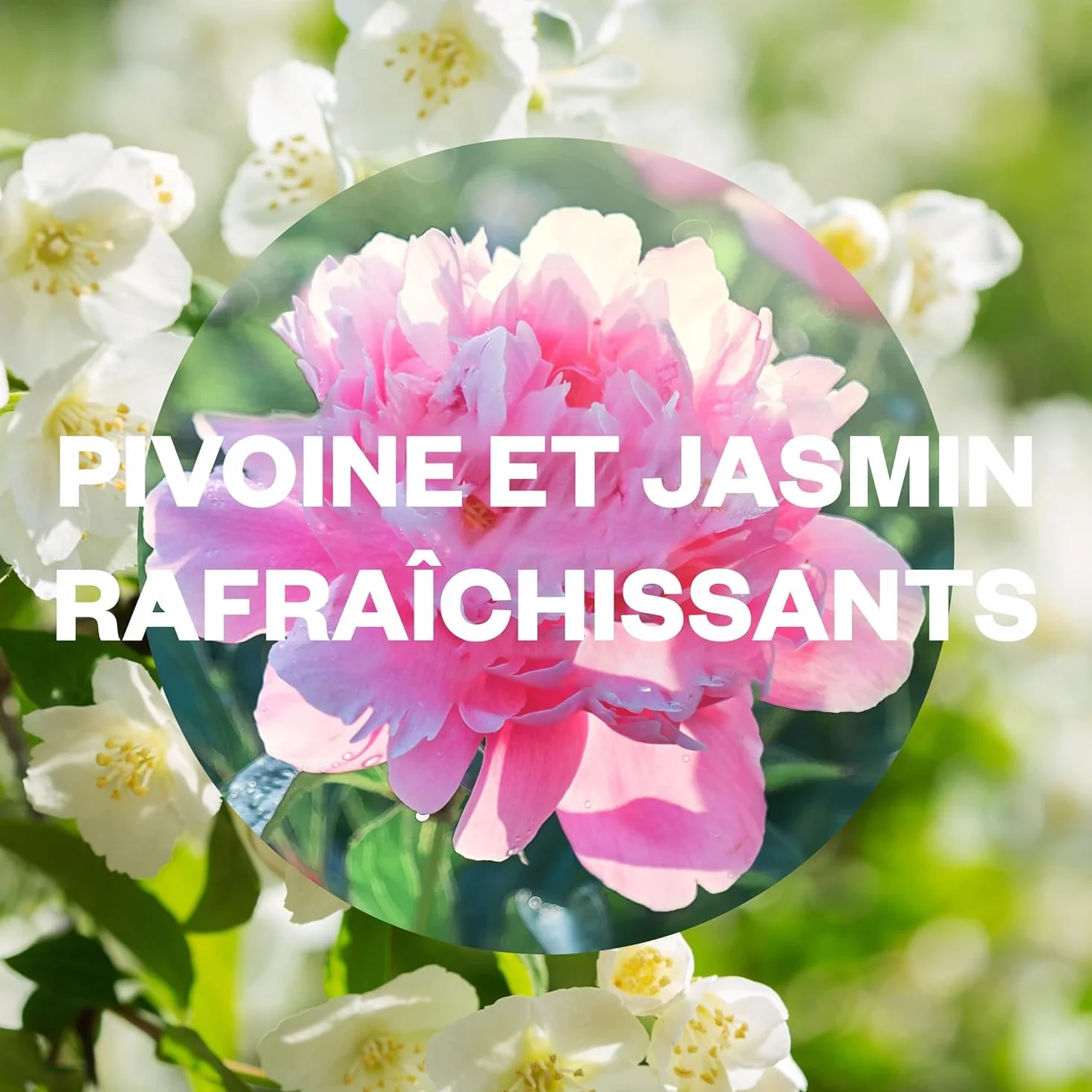Air Wick Aroma-Öl Flakon Nachfüller – Duft: Pfingstrose & Jasminblüte – Floraler Wohnungsduft mit ätherischen Ölen – 3 x 20ml Duftöl Set