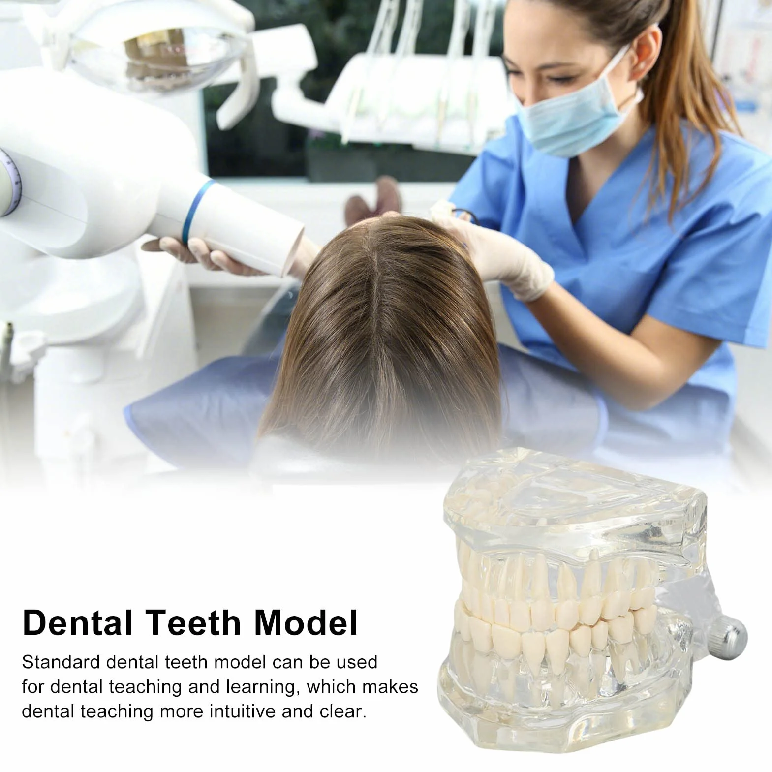 Dental Oral Typodont, Lernzahnmodell Mit Klarer Struktur, Standard-Zahnzahnmodell, Zahnmodell Kompatibel Für Zahnärzte, Lehrer Und Studenten